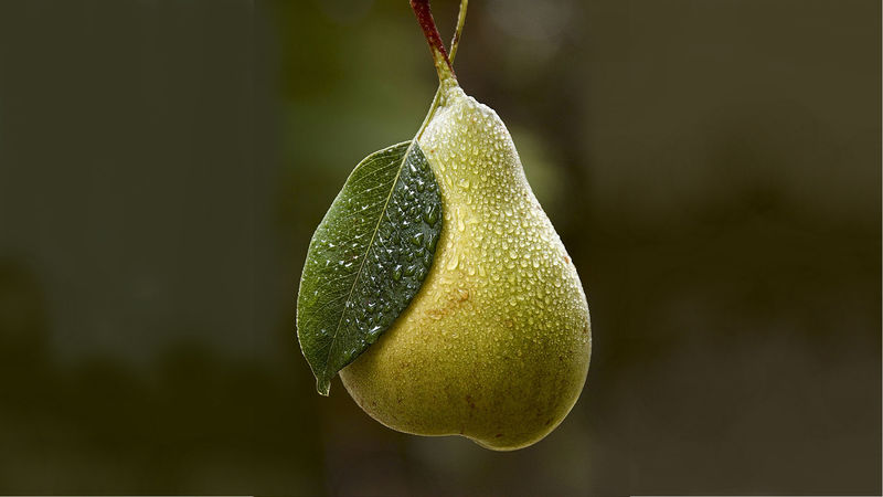 Pear hd wallpapers11